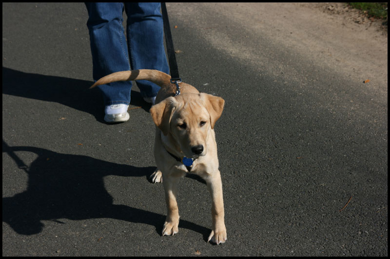 My Yellow Lab Nucci