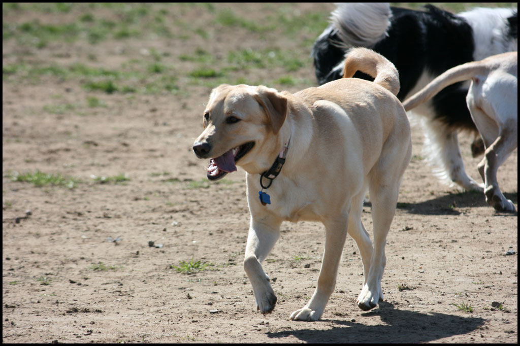 3-19-11-dog-park