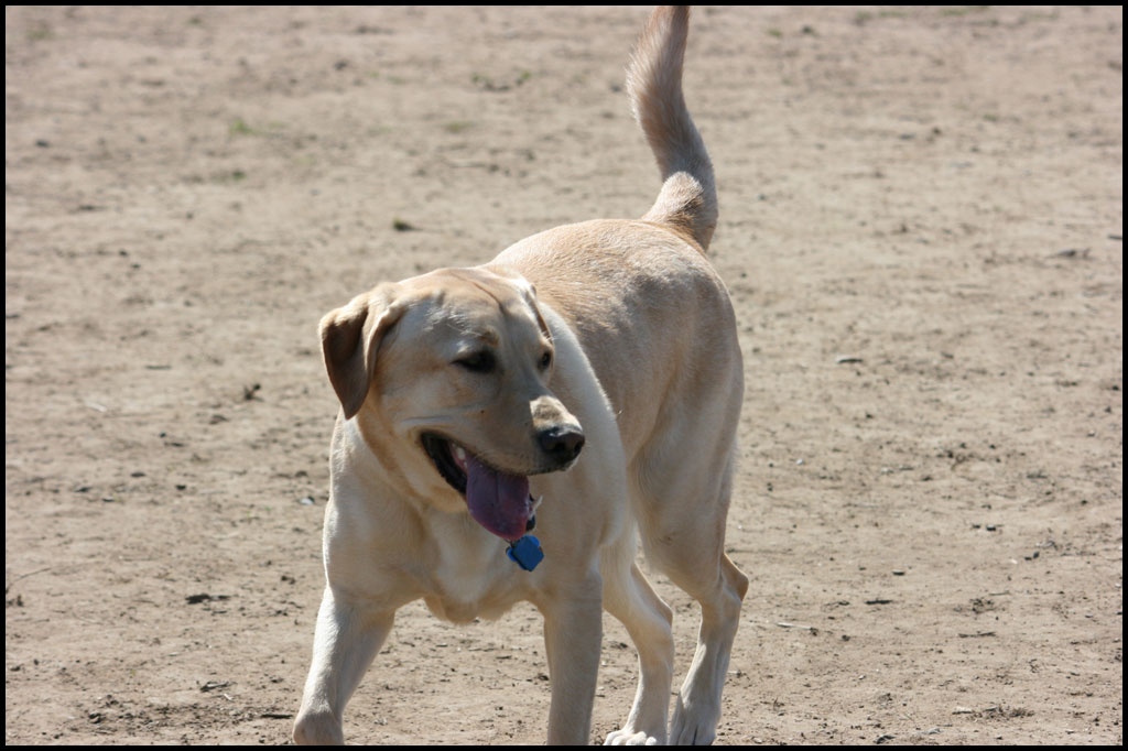 3-19-11-dog-park