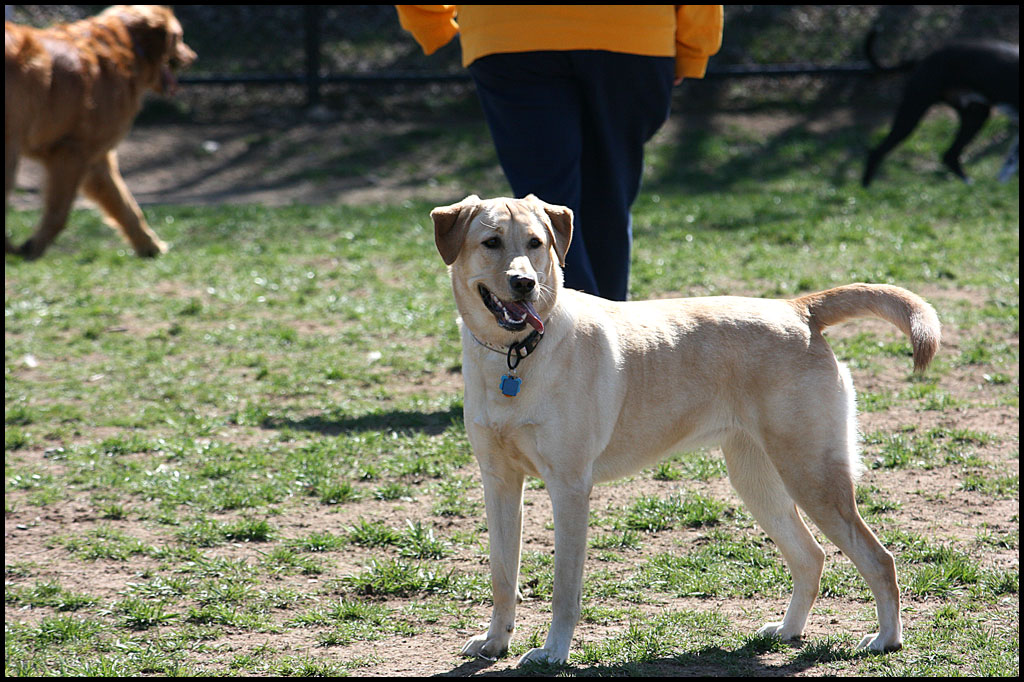 3-19-11-dog-park