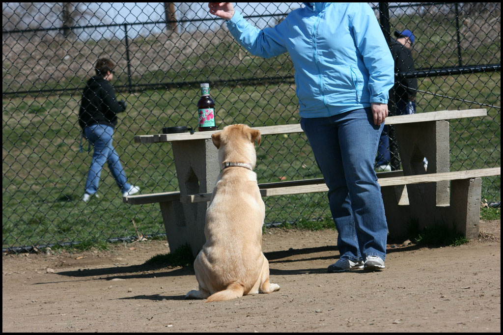 3-19-11-dog-park