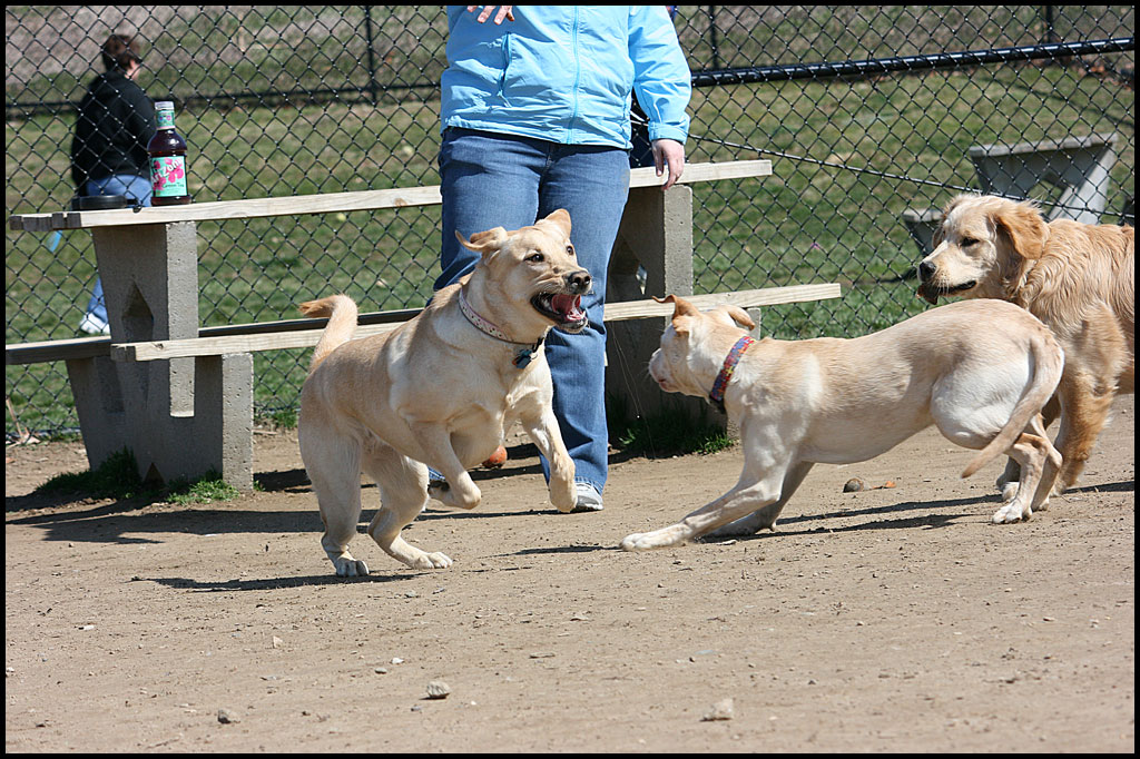 3-19-11-dog-park