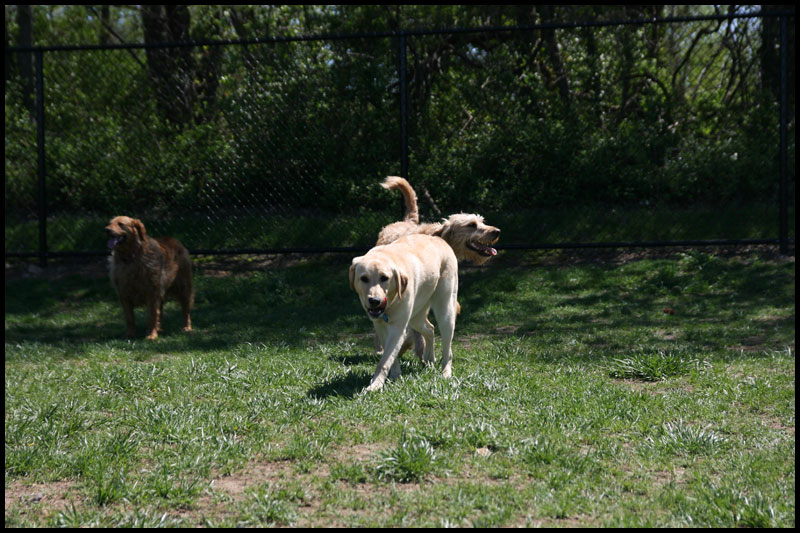 Dog Park4-10-10