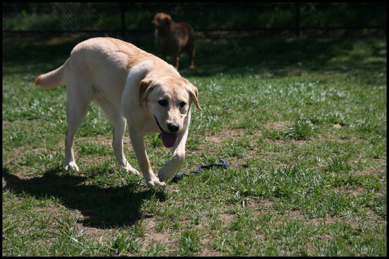 Dog Park4-10-10