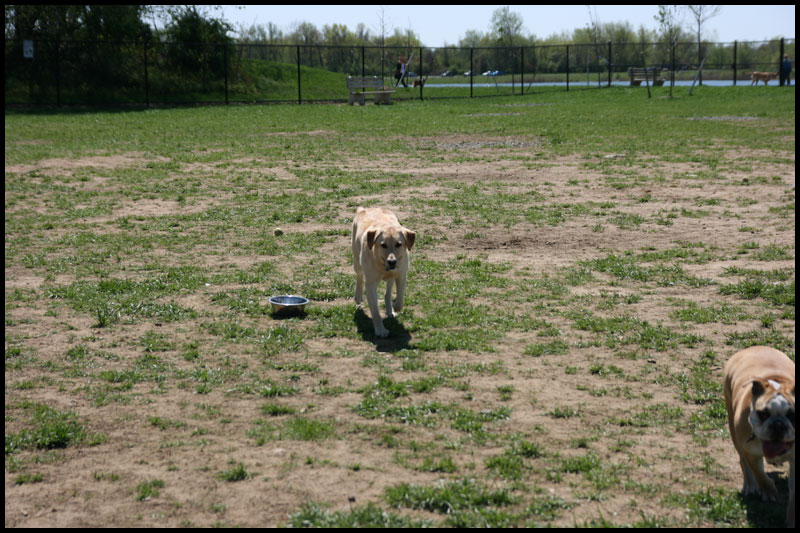 Dog Park4-10-10