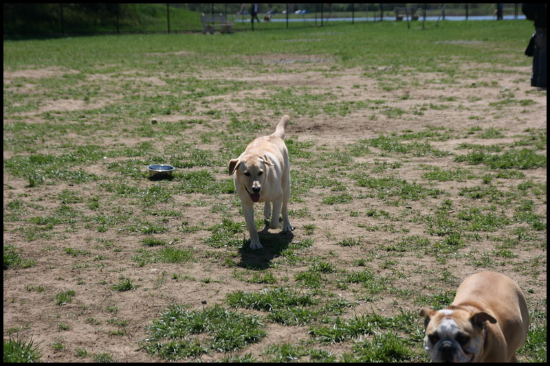 Dog Park4-10-10