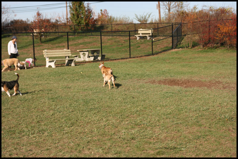 DogPark11-16-09