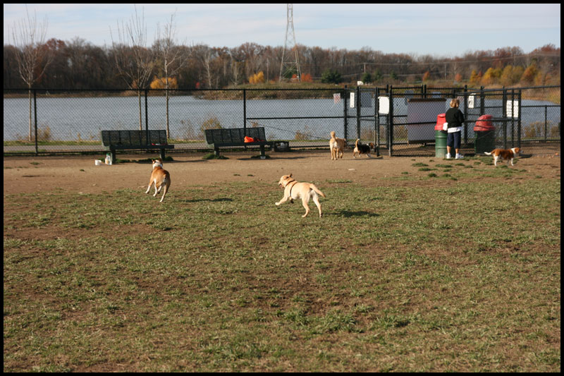 DogPark11-16-09