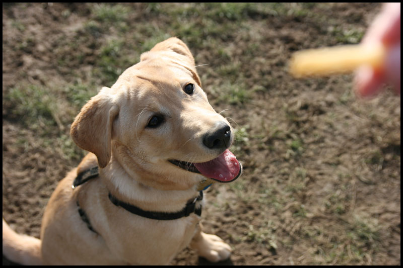 DogPark11-16-09