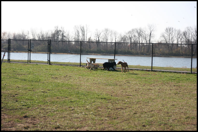 DogPark11-22-09