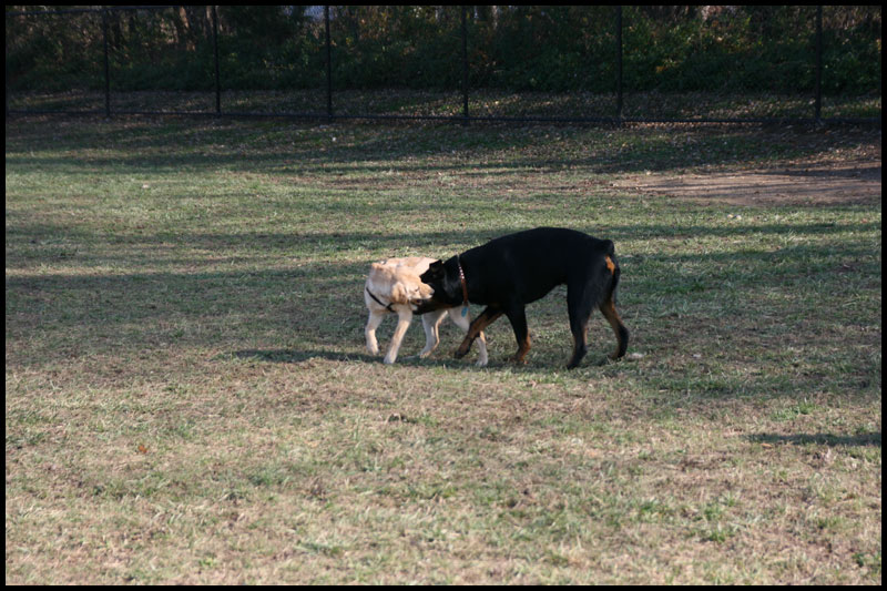 DogPark11-22-09