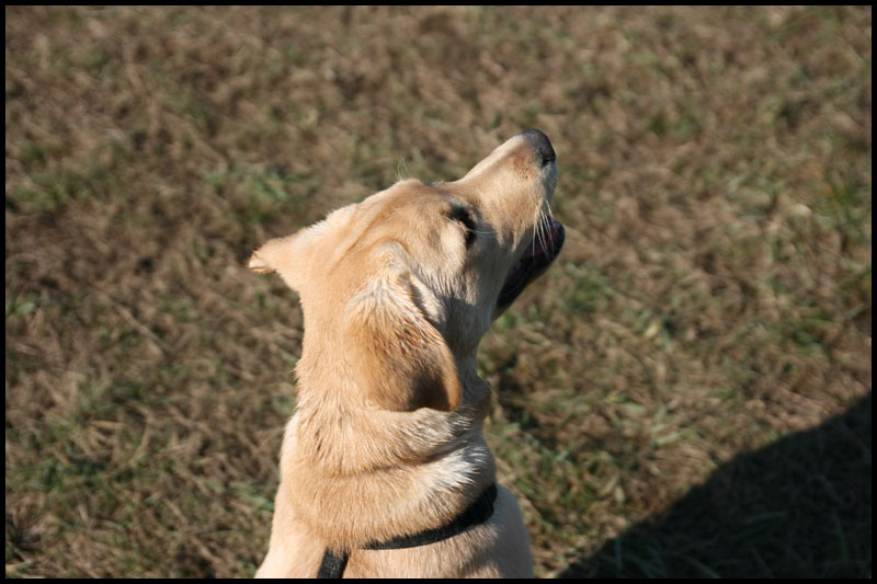 DogPark11-22-09