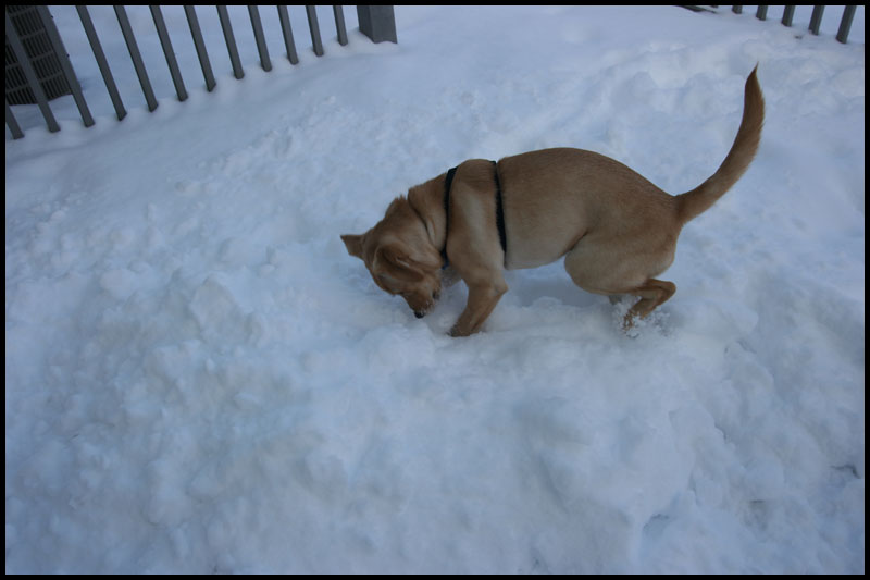 FirstSnow12-20-09