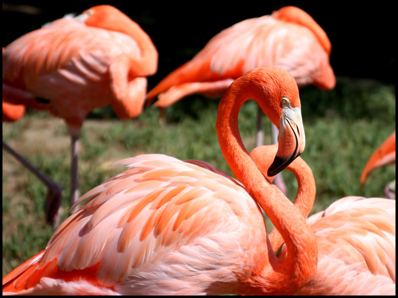image flamingo-jpg