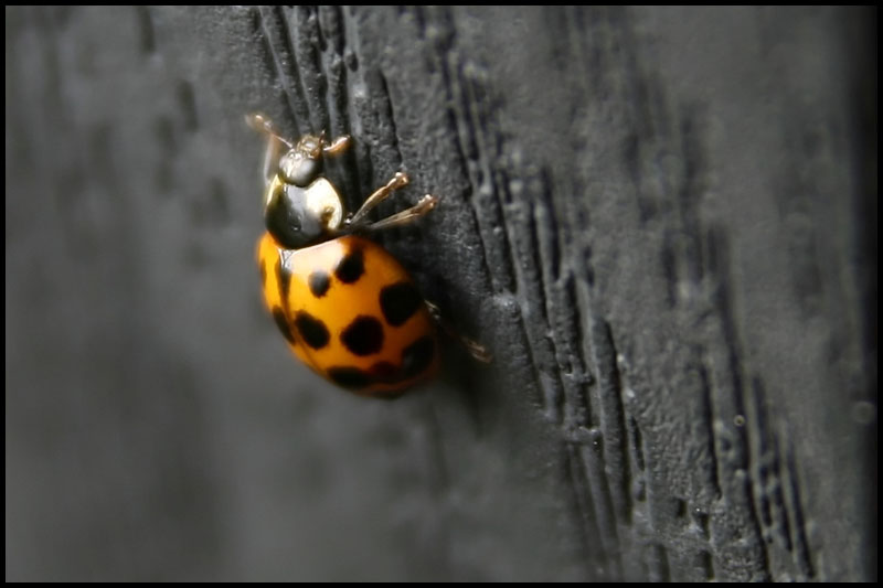 image ladybug1-jpg