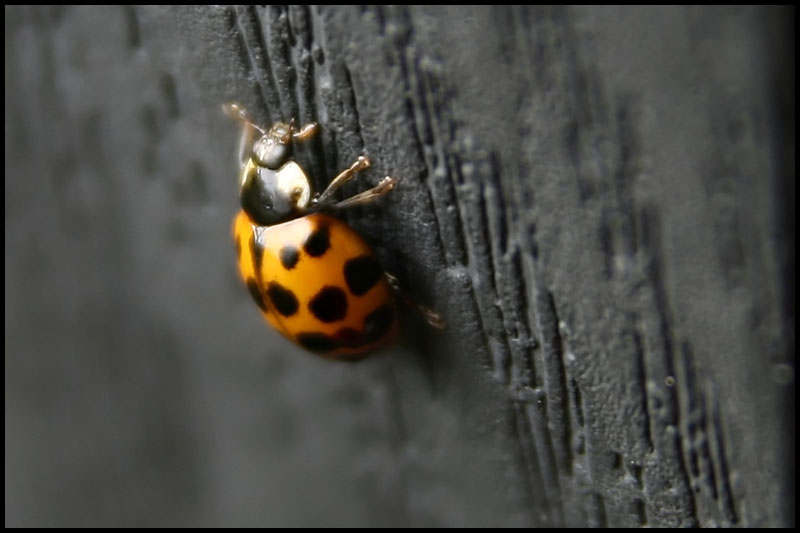 image ladybug1-jpg