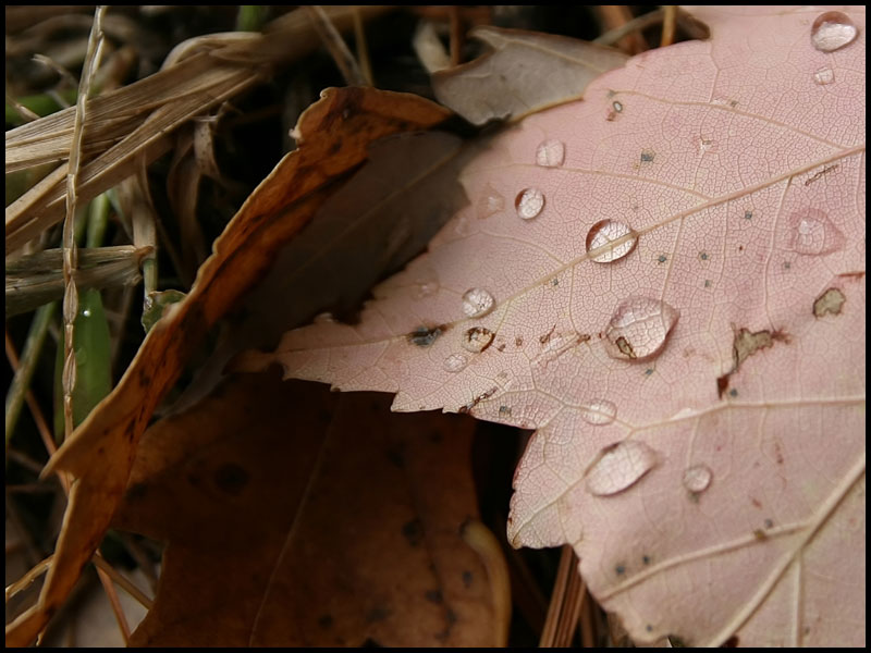 image leaf1-jpg