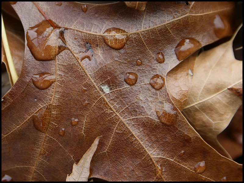 image leaf2-jpg