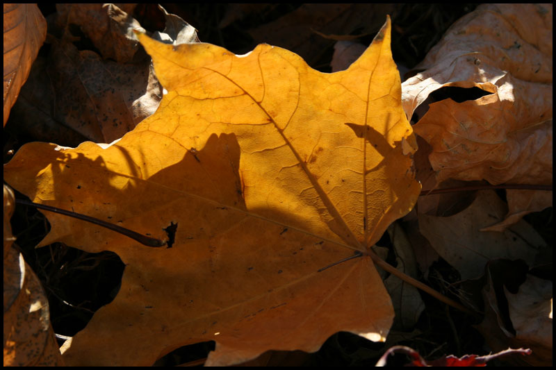 image leafshadow-jpg
