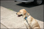 img_9236.jpg