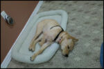 sleeping.jpg
