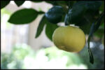 IMG_6963.jpg