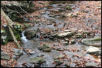 Tyler State Park 11-15-09
