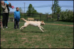 Dog Park 4-10-10