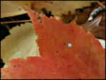 Leaf3.jpg