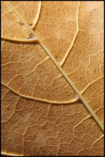 LeafClose.jpg