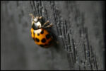 LadyBug1.jpg