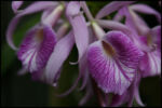 IMG_7125.jpg