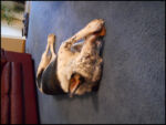 DSCN2462.jpg