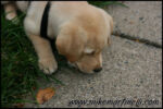 IMG_1465.jpg