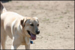 Dog Park - 3-19-11
