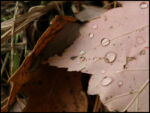 Leaf1.jpg