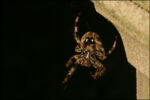 Spider.jpg