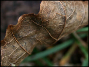 Leaf4.jpg