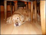DSCN2511.jpg