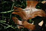 LeafShiny.jpg