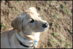 Dog Park 11-22-09