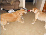 DSCN2454.jpg