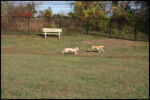 IMG_2993.jpg