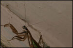Mantis1.jpg
