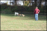 Dog Park 11-16-09