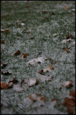 Grass.jpg